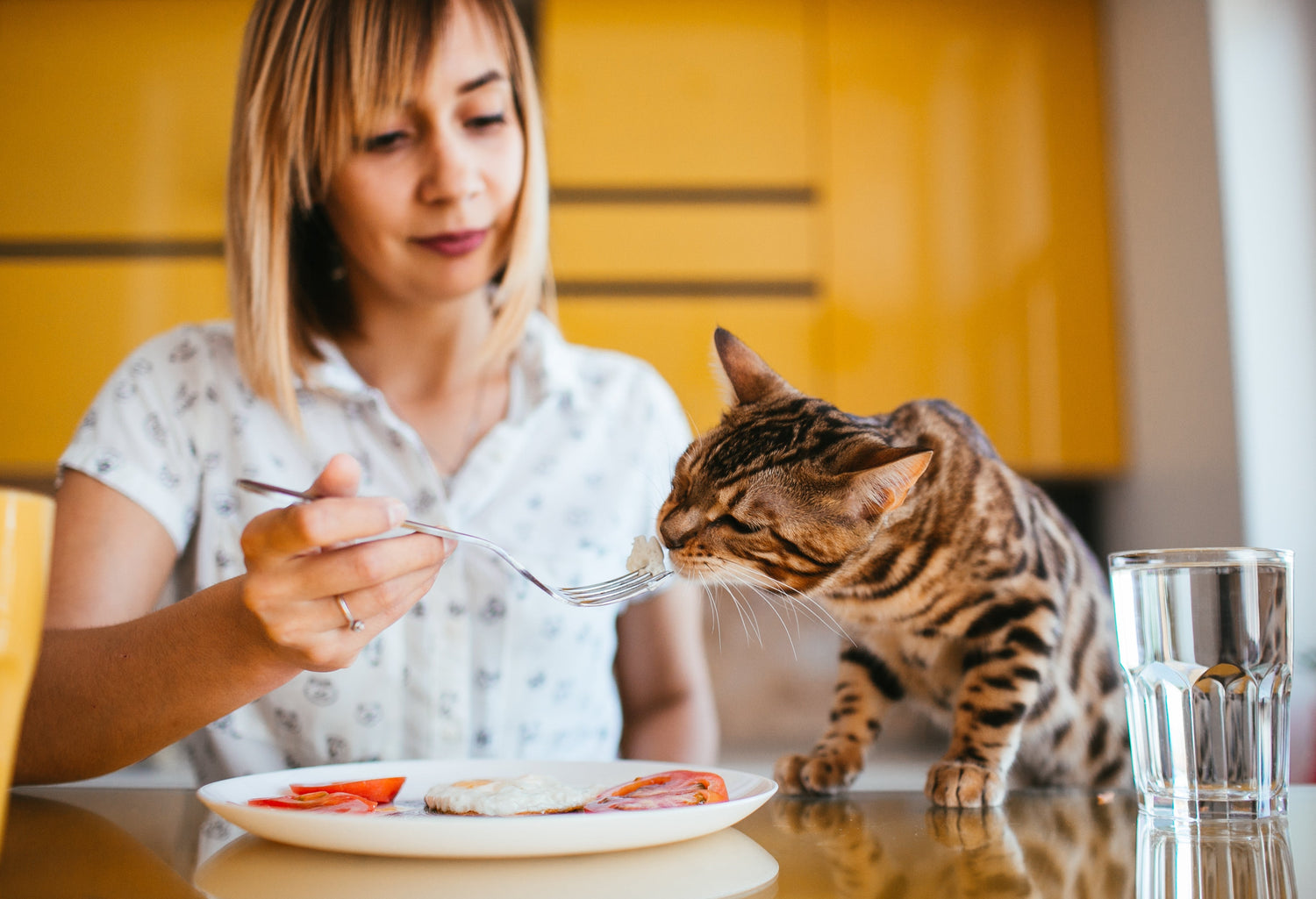 Best Supplements for Cats, What Do They Really Need?