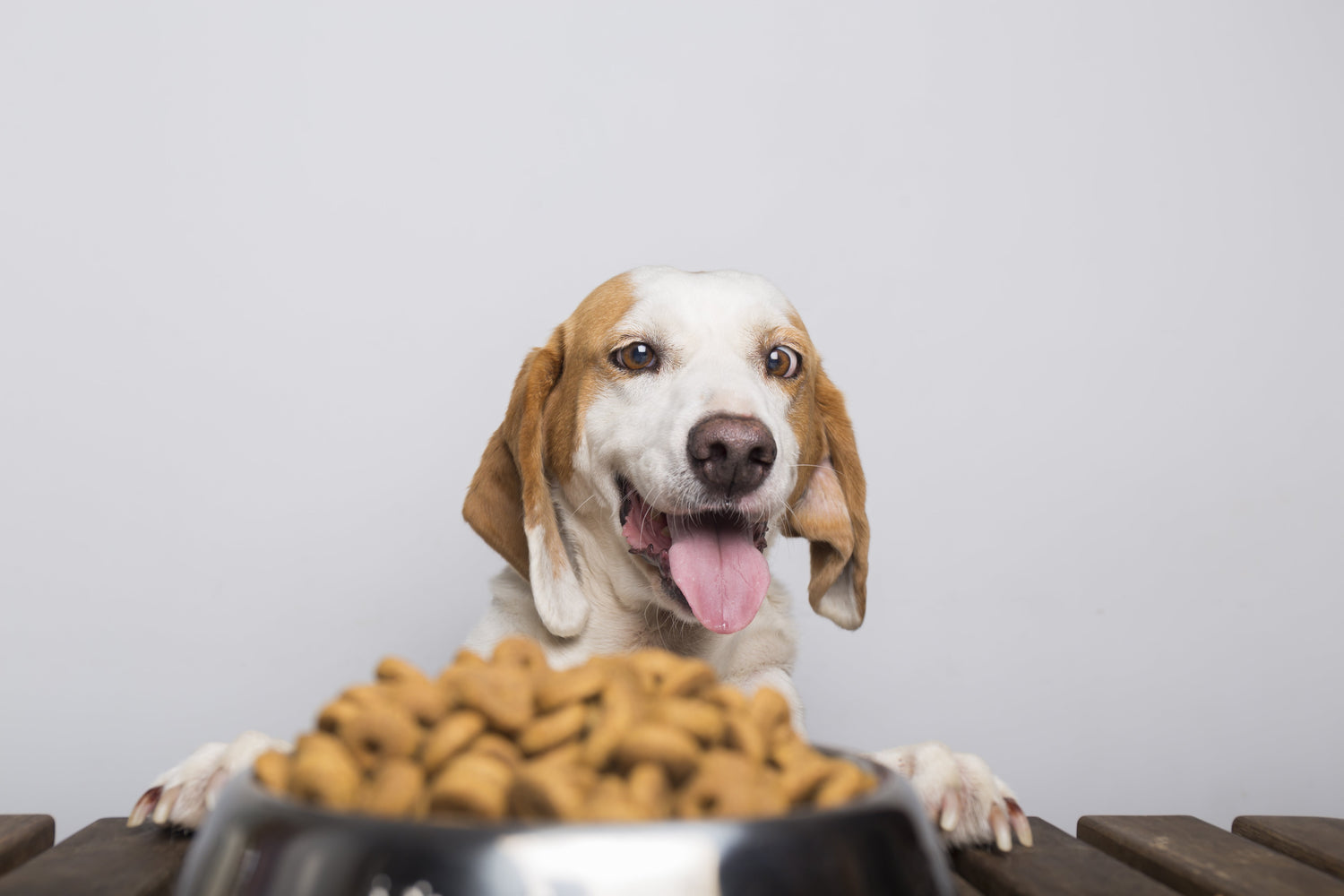 Complete Guide About The Best Dry Dog Food for Small Breeds