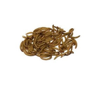 Bucktons Mealworms 12.55k