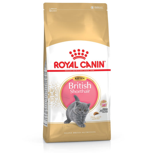 RC British Short Hair Kitten 2 kg