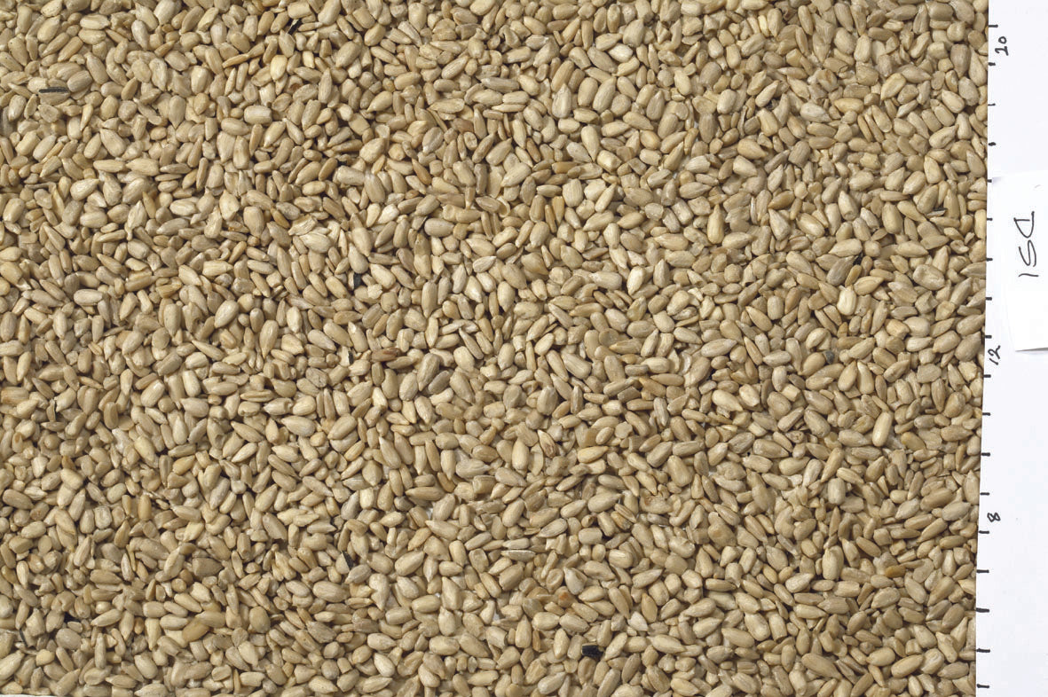 JJ White Sunflowerseed 10 kg