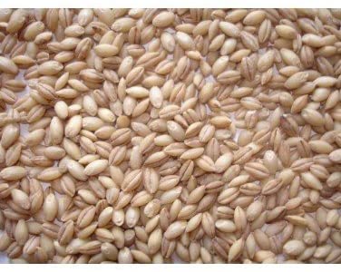 JJ Whole English Barley 20 kg